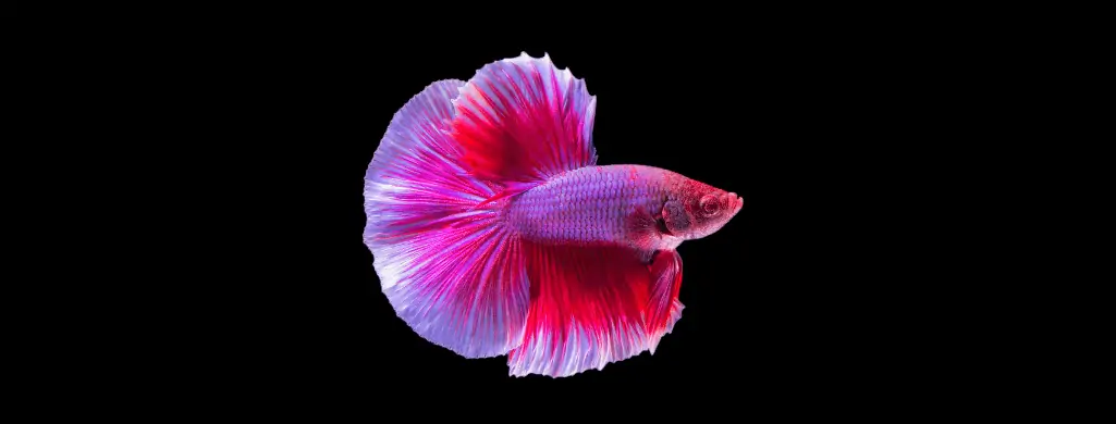 purple betta fish