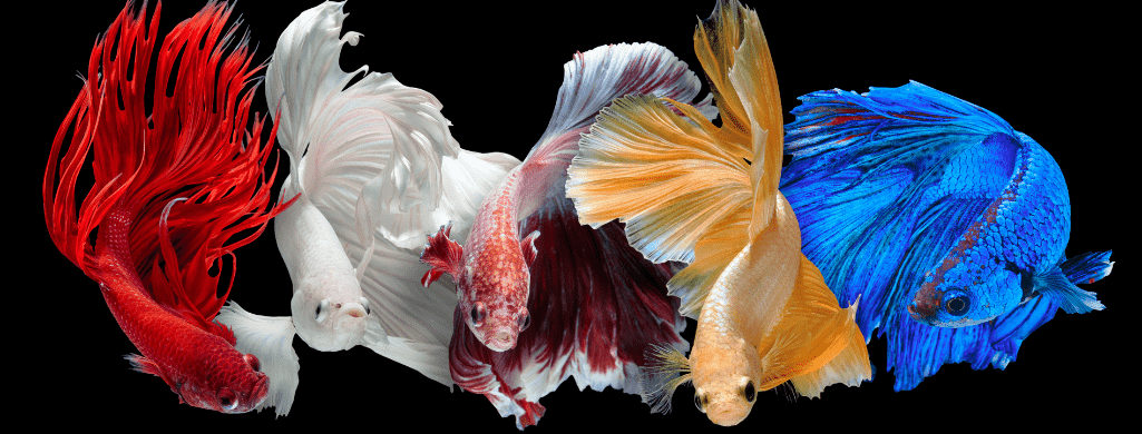 review guidelines for betta fish bay