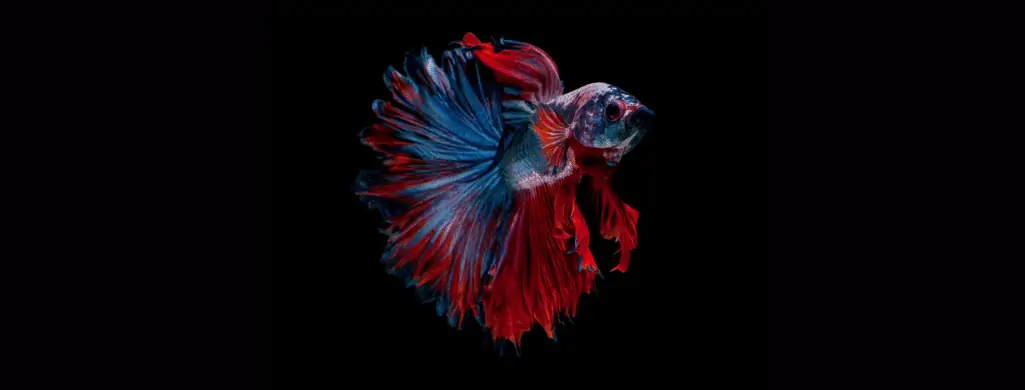 rosetail betta fish