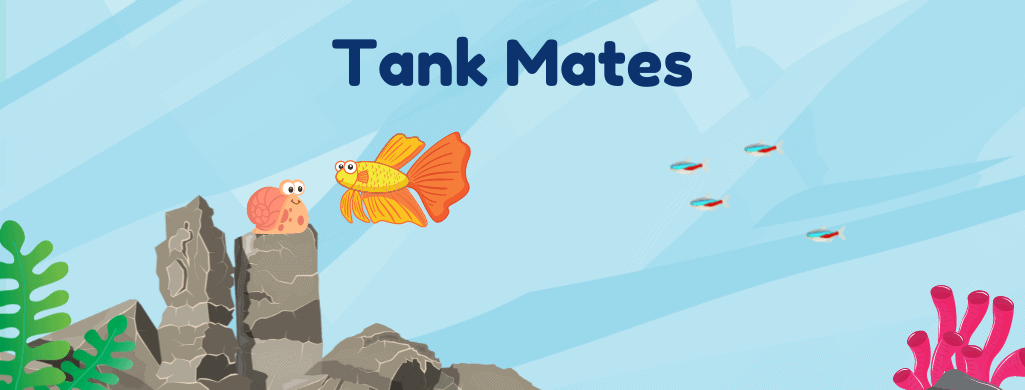 tank mates