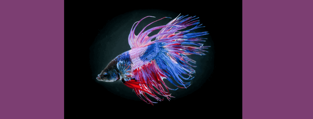 tri color betta fish