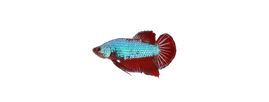 turquoise betta fish