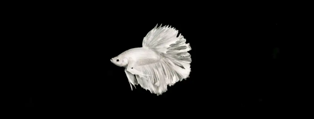 white betta fish