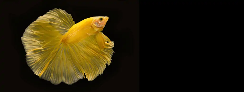 yellow betta fish