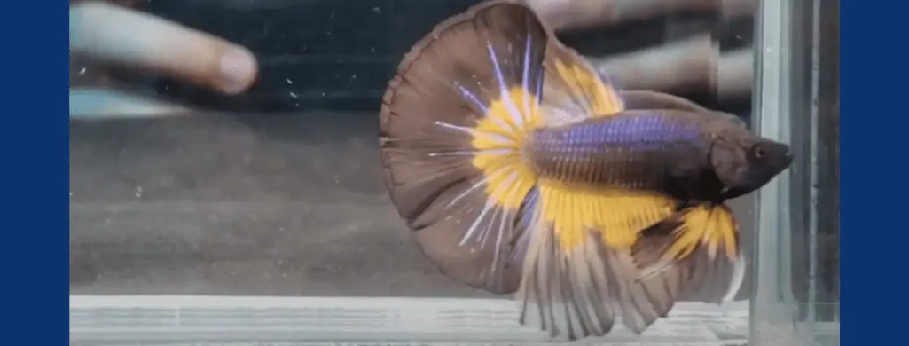 Chocolate Betta fish