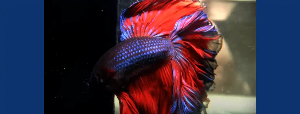 Feather Tail betta