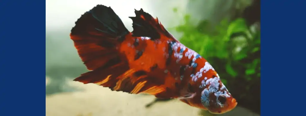 Koi Betta