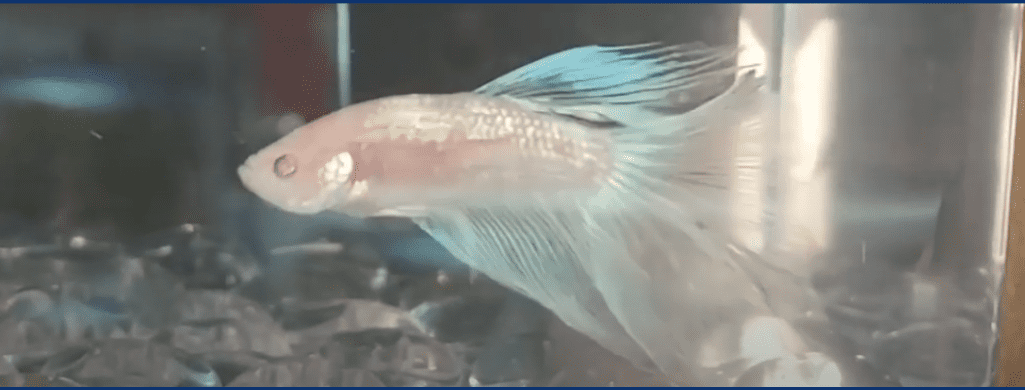 albino betta fish