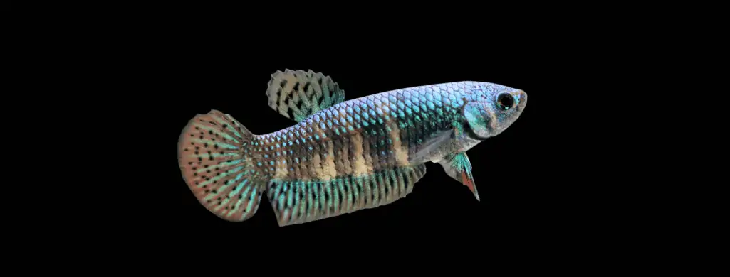 alien betta fish
