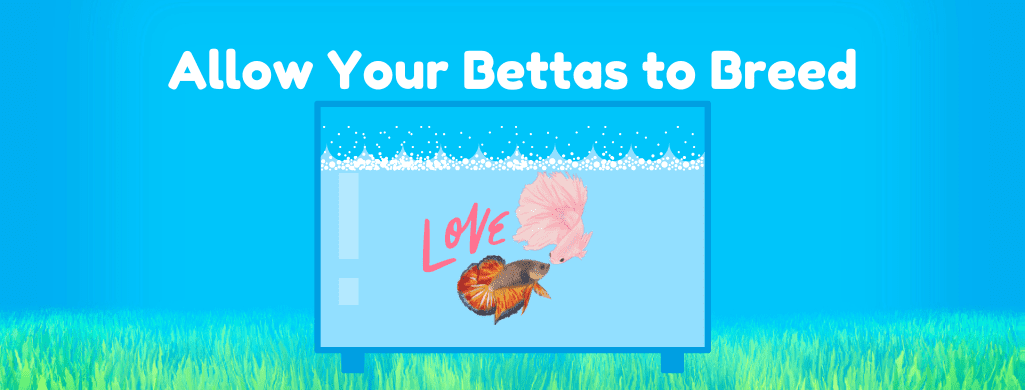 allow bettas to breed