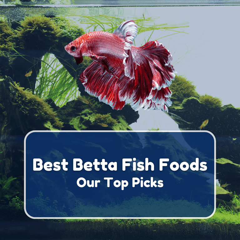 best betta fish food featured
