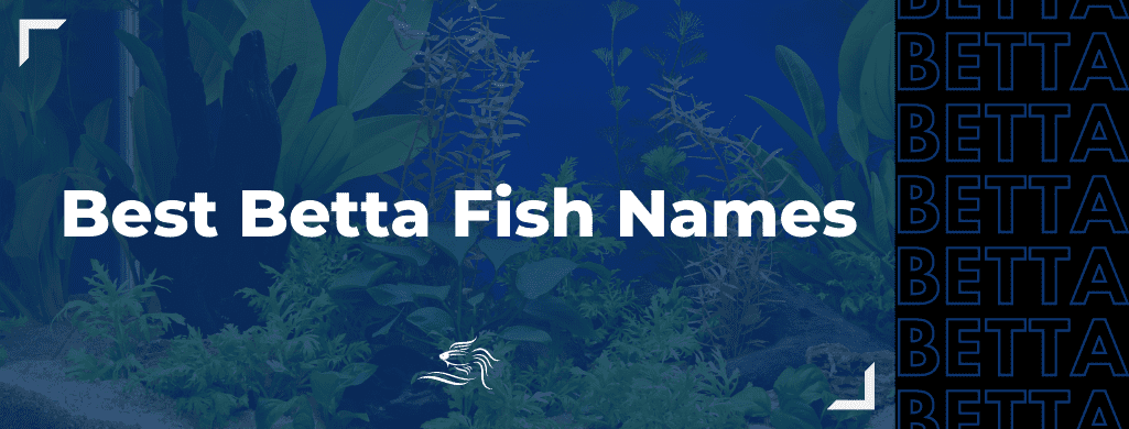 best names for betta fish ATF