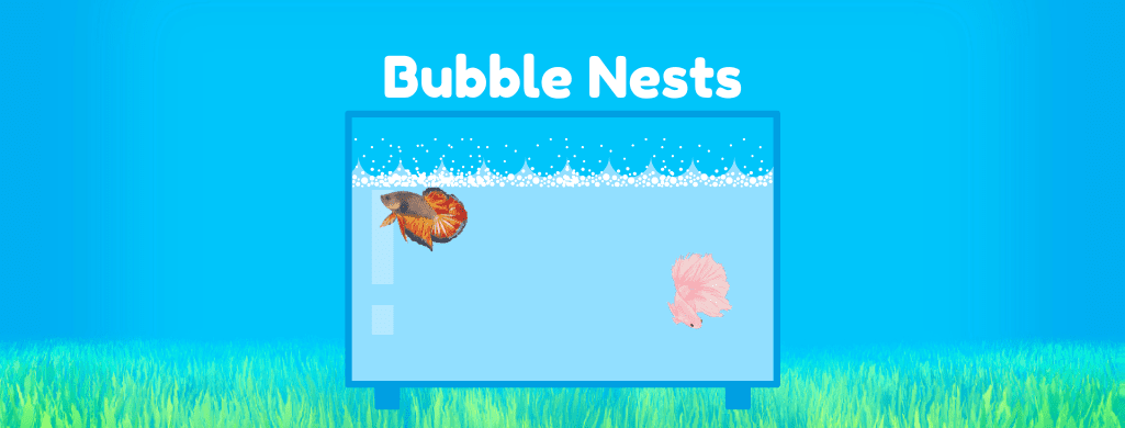 betta bubble nests