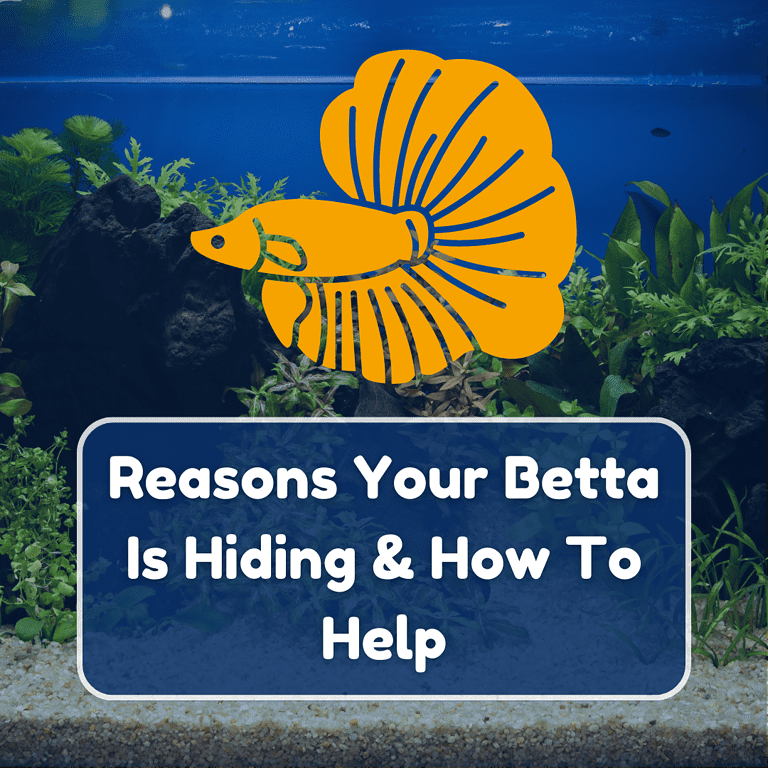 betta fish hiding featured (1)