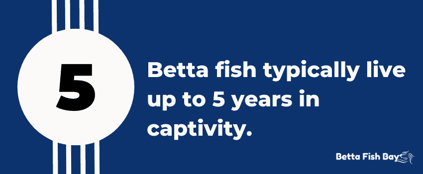 betta fish live up to 5 years in captivity data