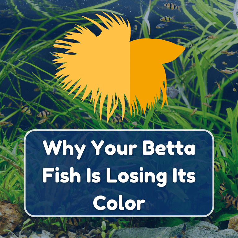 betta fish losing color featured (1)