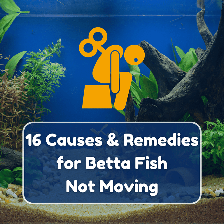 betta fish not moving featured