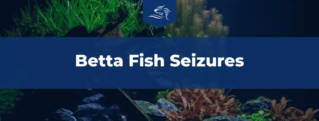 betta fish seizures ATF