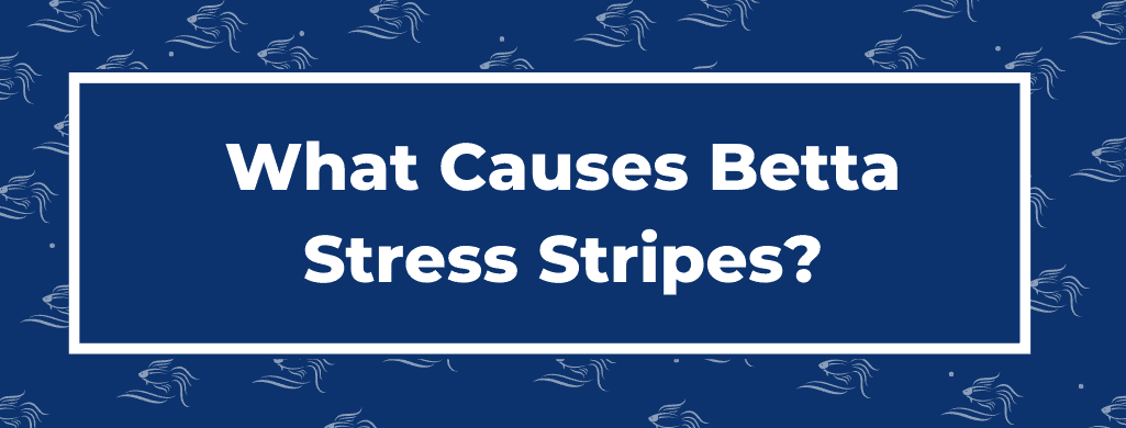 betta stress stripes ATF
