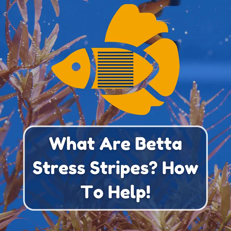 betta stress stripes featured