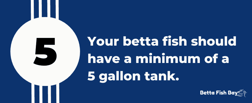 bettas need 5 gallon tank minimum data