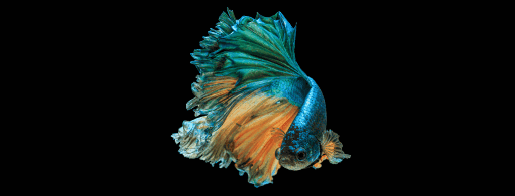 bicolor betta fish