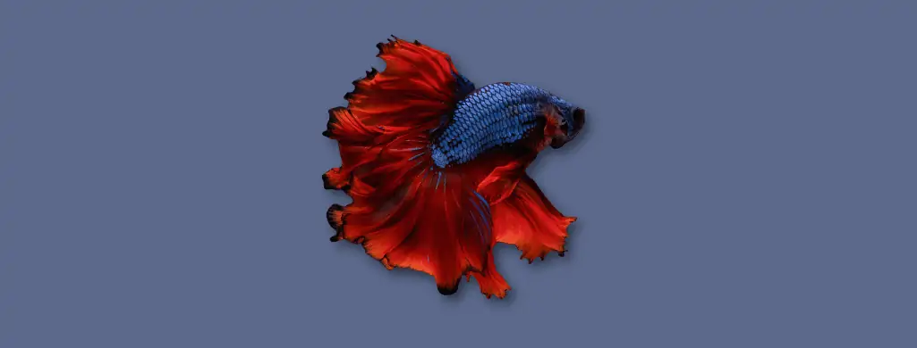 blue and red betta fish