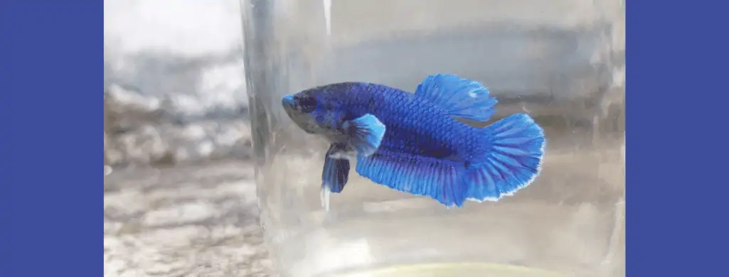 blue betta fish colors