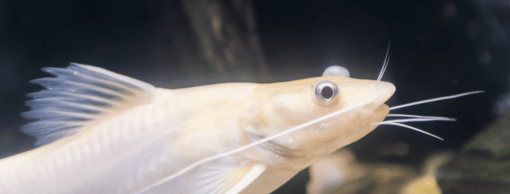 bristlenose catfish