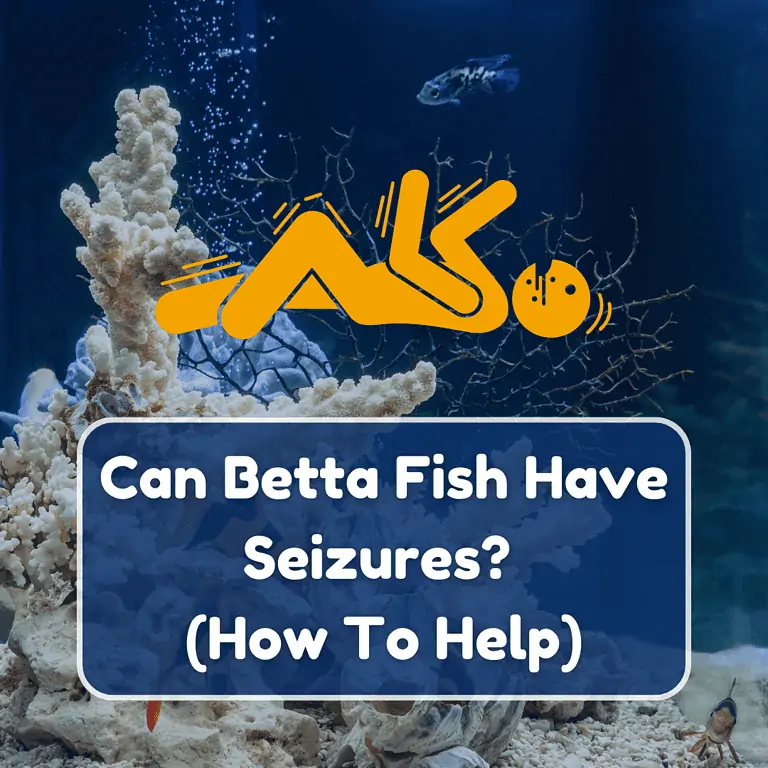 can betta fish have seizures featured