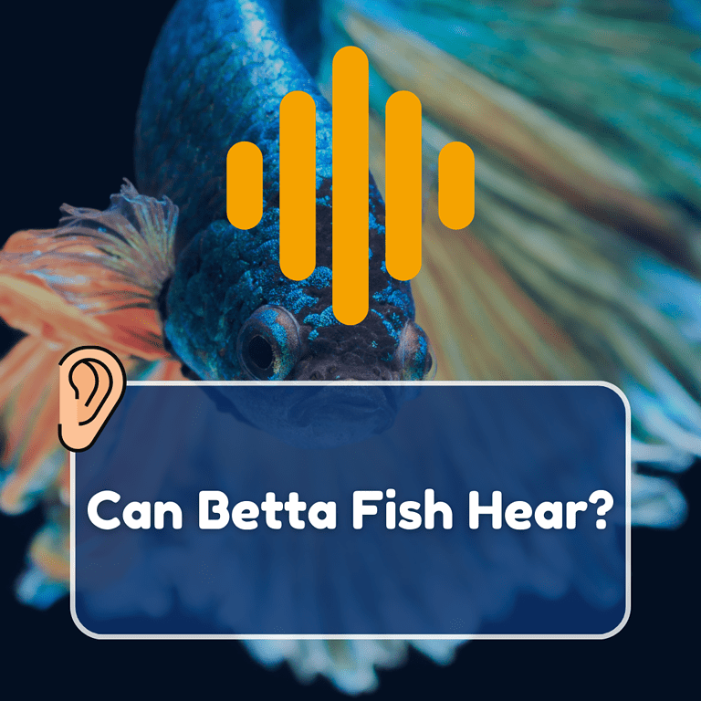 can betta fish hear featured