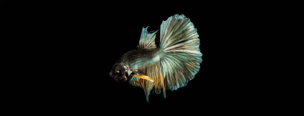 copper betta fish color
