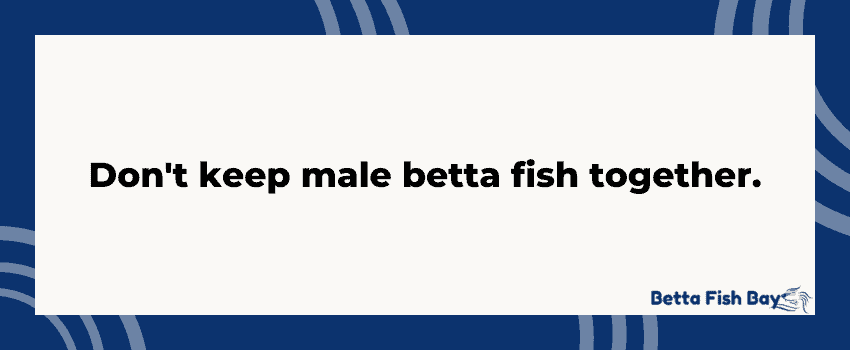 dont keep male betta fish together data