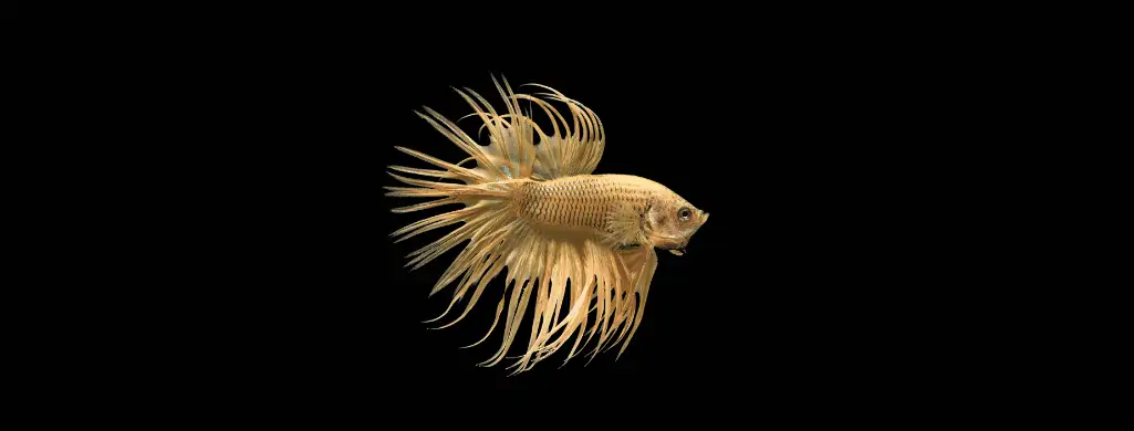 gold betta fish (1)