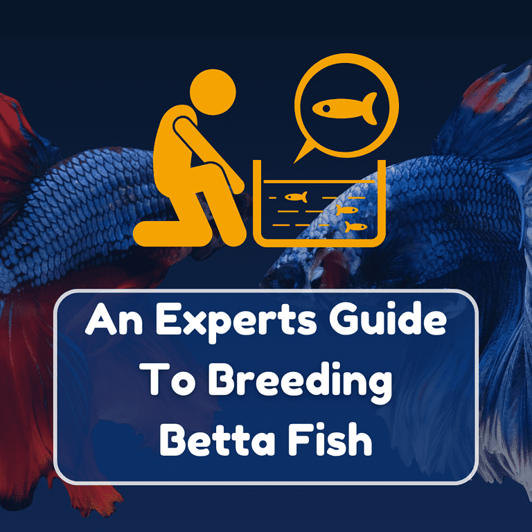 how to breed betta fish featured