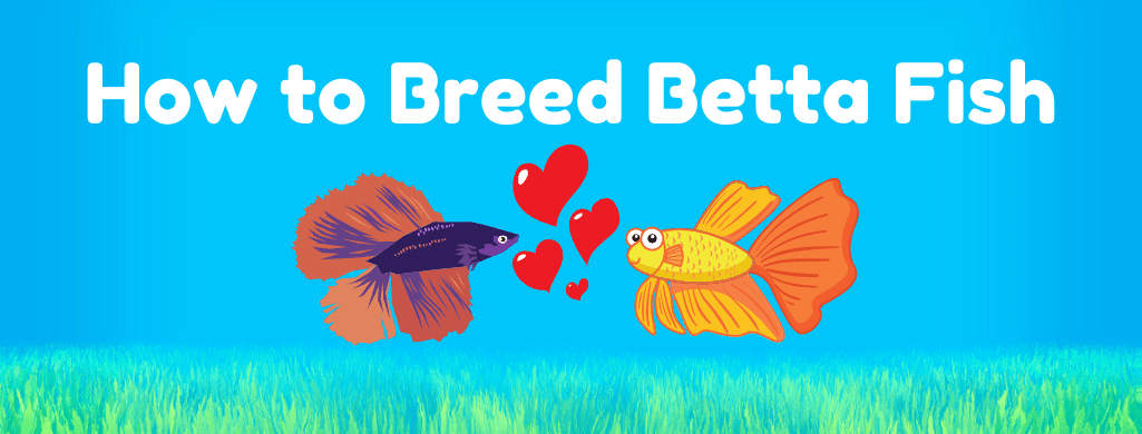 how to breed betta fish