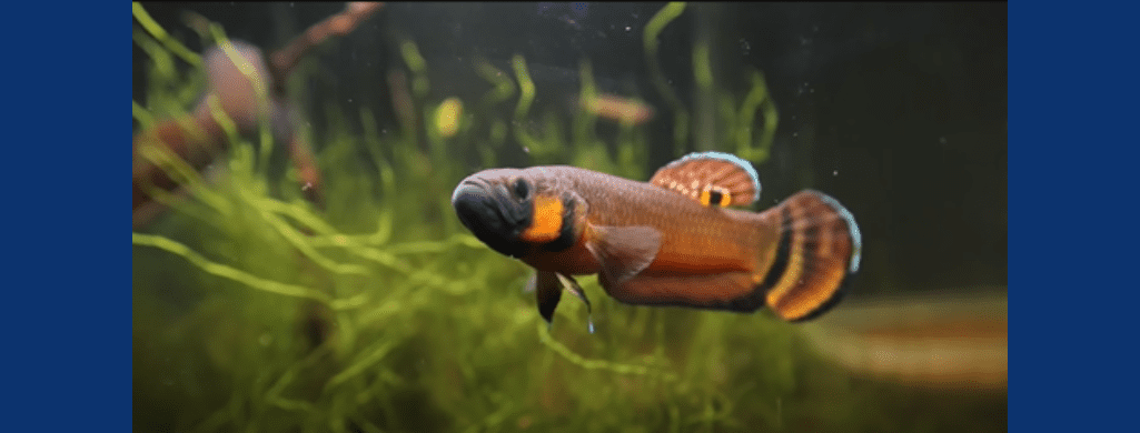 macrostoma betta fish