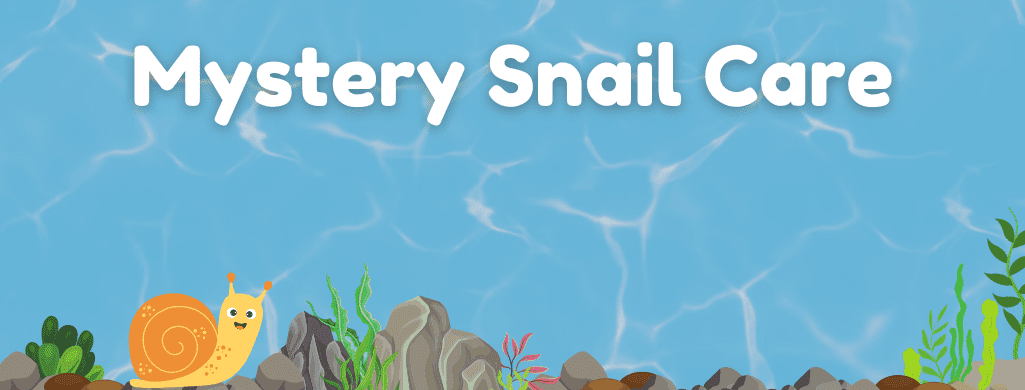 mystery snail care