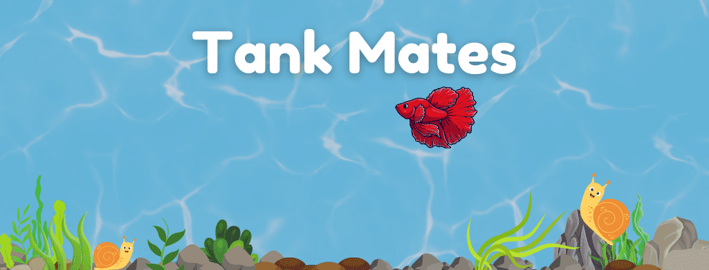 mystery snail tank mates