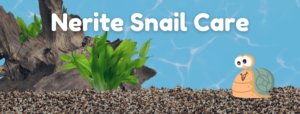 nerite snail care
