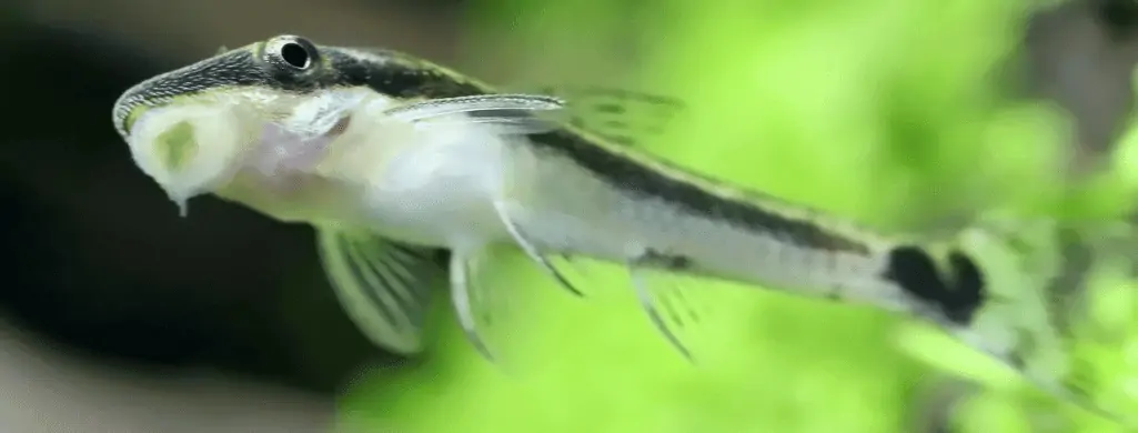 otocinclus catfish algae eaters for betta fish