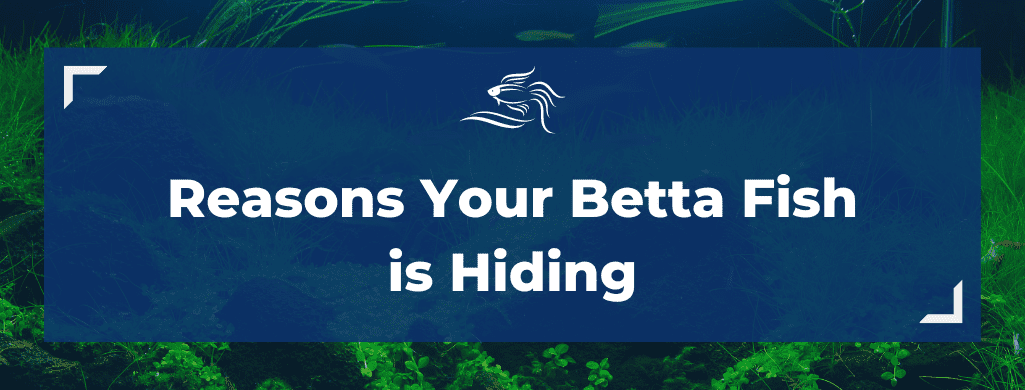reasons betta fish hiding ATF