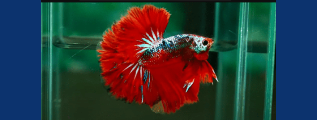 red copper betta fish