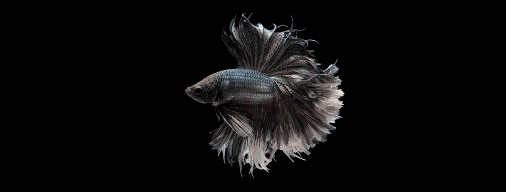 silver betta fish