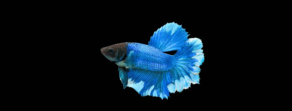steel blue betta fish