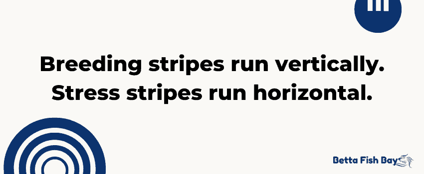 stress stripes vs breeding stripes data