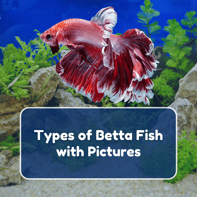 types of betta fish featured