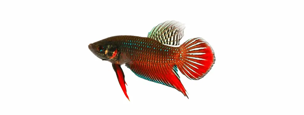 wildtype betta fish
