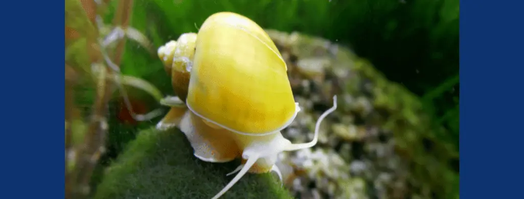 apple snails for betta tanks