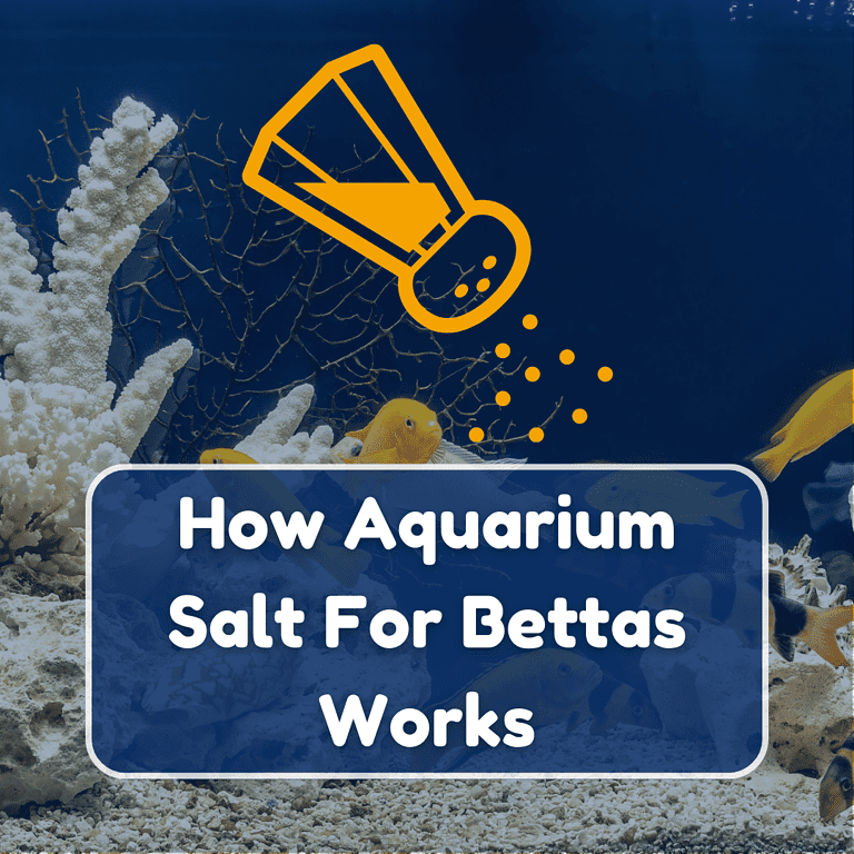 aquarium salt for bettas featured